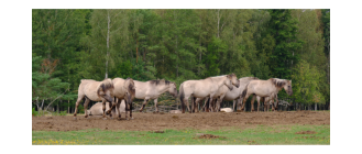 Konik polski (Konik biłgorajski) – najważniejsze informacje o rasie