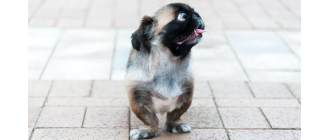 Jaki to jest najbrzydszy pies świata?