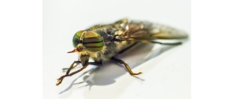 Czy końska mucha jest niebezpieczna dla ludzi i zwierząt? Zobacz sposoby na gzy