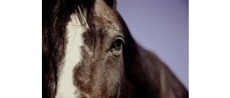 Jak koń widzi człowieka?