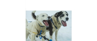 Szczekanie psa – co może oznaczać? Co zrobić, żeby pies nie szczekał?