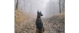 Czemu miało służyć obcinanie uszu i ogona u psów?