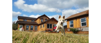 Szczeniak sam w domu – jak przygotować zwierzę i na jak długo można je zostawić?