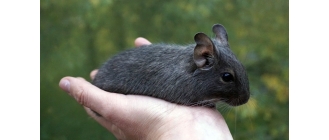 Koszatniczka domowa. Najważniejsze informacje o skocznych gryzoniach