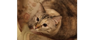 Dlaczego koty boją się ogórków?