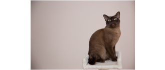 Kot burmski (burmese cat) - Encyklopedia kotów