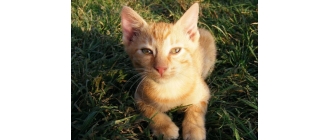 Kot cejloński (Ceylon cat) - najważniejsze informacje o rasie