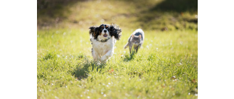 Jak oduczyć psa gonienia kota?