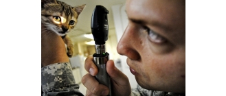 10 najczęstszych problemów zdrowotnych kotów - kiedy trzeba z kotem do weterynarza?