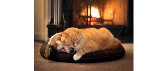 Podaruj zwierzakowi spokojne Święta!