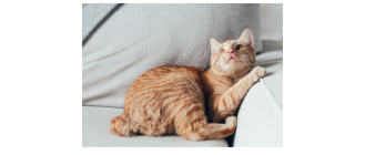 Koty manks (manx cat) – poznaj kolejną rasę bez ogona! Encyklopedia kotów