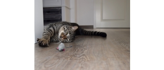 Czy koty mogą jeść myszy? Dlaczego mruczki przynoszą myszy do domu?