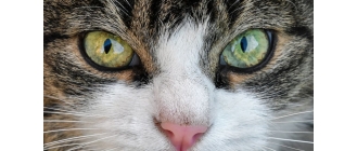 Dlaczego oczy kota świecą w ciemności? Co powiedzą ci kocie oczy?