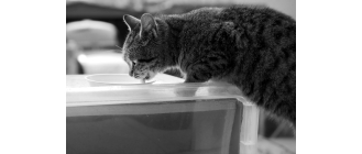 Czy koty mogą pić mleko? Jakie mleko dla kota wybrać?