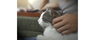 Osteopatia zwierzęca  - co to takiego?