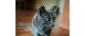 Encyklopedia kotów: kot rasy rosyjskiej niebieskiej (Russian blue cat)