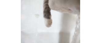 Snowshoe - kot w białych skarpetkach. Encyklopedia ras