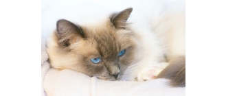 Encyklopedia ras: Kot tonkijski (Tonkinese) - charakter, pielęgnacja, zdrowie