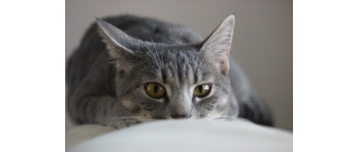 Kot a wyjazd na wakacje? Porady weterynarza