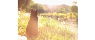 Jak schłodzić kota w upały? Praktyczne porady na ulgę dla kota w lato