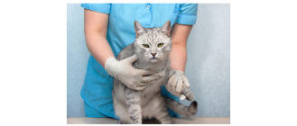 Czy możliwy jest zespół Downa u kota?