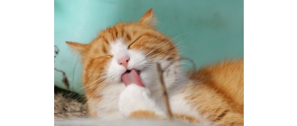 Zakłaczenie, czyli kule włosowe u kota