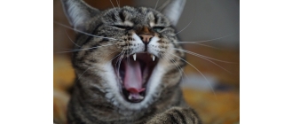 Dlaczego kot hałasuje w nocy, drapie meble lub załatwia się poza kuwetą? Czyli o tym, czy koty są złośliwe