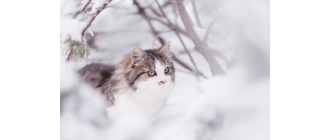 Jak dbać o kota zimą?