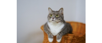 Kot czy kotka – jak poznać płeć i jakie są kluczowe różnice między nimi?