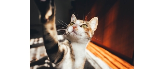 Kot dachowiec – cechy charakterystyczne. Czy jest lepszym wyborem niż rasowy?