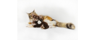 Pies i kot pod jednym dachem – czy to możliwe?