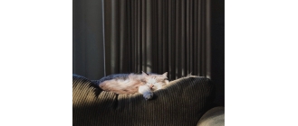 Kot syberyjski neva masquerade – najważniejsze informacje o rasie