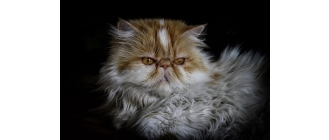 Encyklopedia kotów: kot pers (Persian cat)