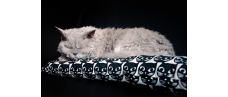 Kot selkirk rex - najważniejsze informacje o rasie – Encyklopedia kotów