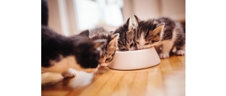 Zmiana karmy u kota część 1