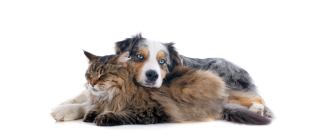 Kotopies - co to za rasa?