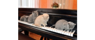 Muzyka relaksacyjna dla kota – jaką wybrać?