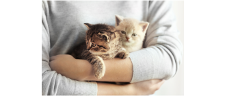 Najmniejsze koty świata, czy znasz te koty miniaturki?