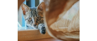 Encyklopedia kotów - Munchkin, kot z krótkimi łapkami