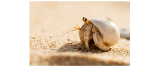 Krab pustelnik - król mody wśród skorupiaków