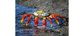 Krab tęczowy - charakterystyka i wymagania