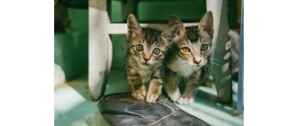 Co oznacza krew w kale kota?