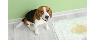 Krwiomocz u psa - leczenie, przyczyny