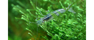 Krewetki amano - najważniejsze informacje