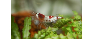 Krewetki akwariowe, filtrujące, a może słodkowodne – jakie wybrać krewetki do akwarium, aby stworzyć najlepszą hodowlę?