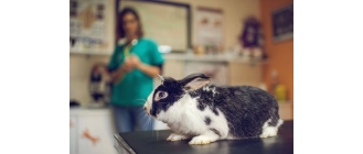 Czego nie powinien jeść królik miniaturka?