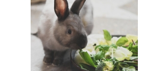 Jakie zioła dla królika wybrać?