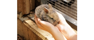 Katar u królika – czy jest powodem do obaw?