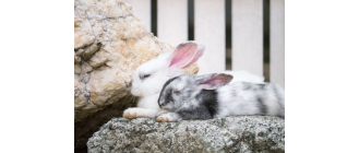 Czy królik śpi? Rozwiewamy wątpliwości!