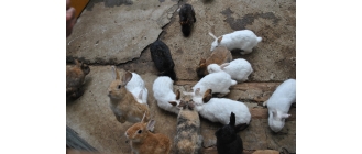 Ile żyją króliki miniaturki? Jak się przekłada wiek królika na ludzkie lata?